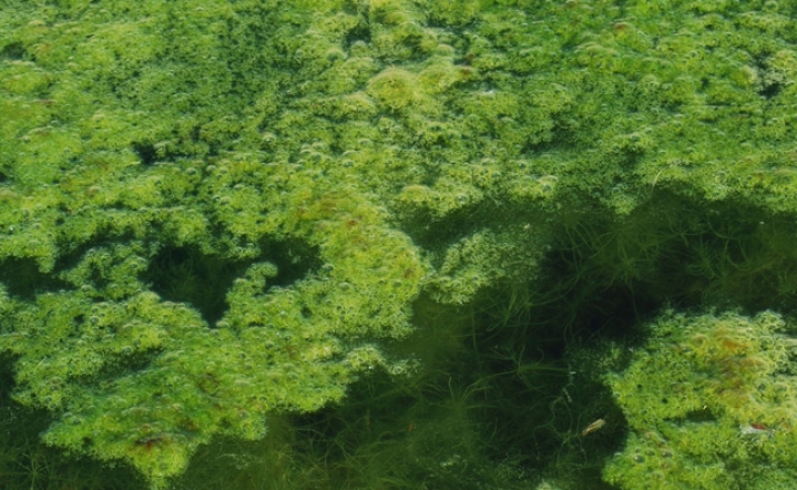 Algen im Schwimmteich