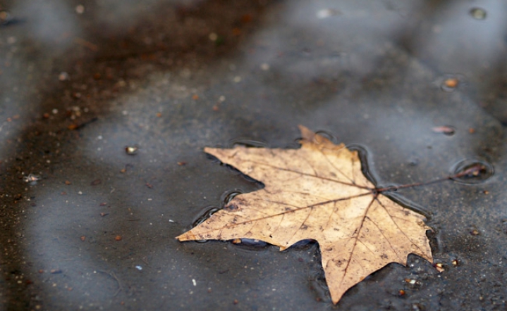 Ein Blatt im herbstlichen Schwimmteich