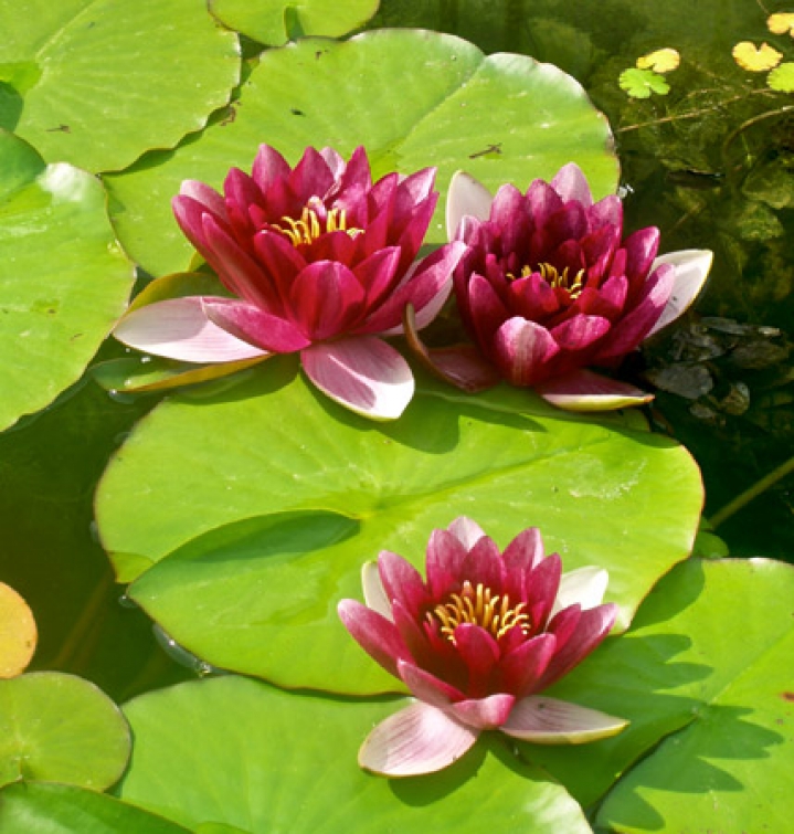 Seerosen auf der Wasseroberfläche