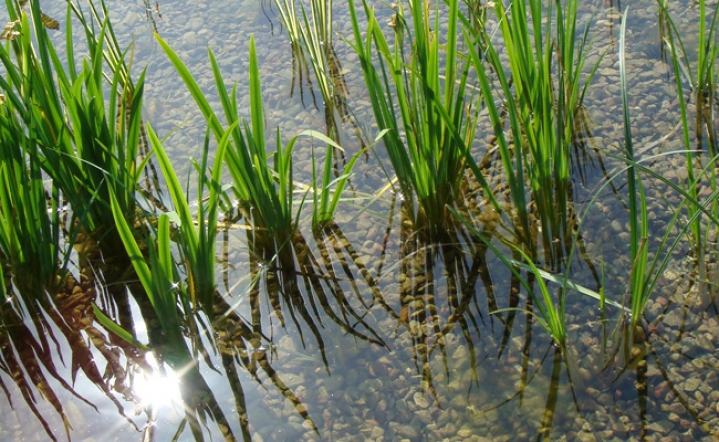 Regenerationsbereich in der Frühlingssonne