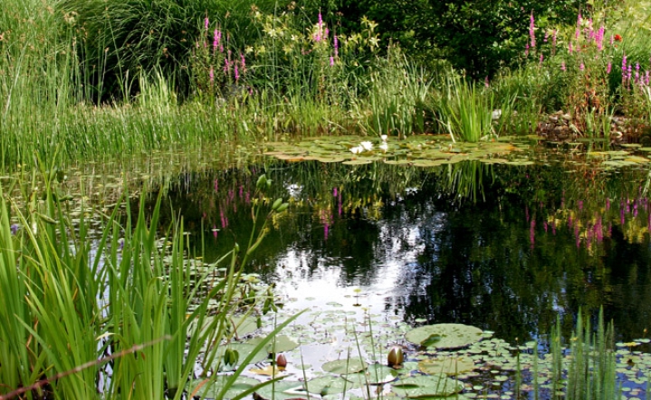 Vegetationszonen im Schwimmteich]