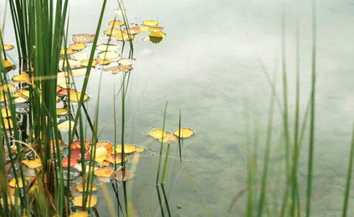 Laubeintrag im Schwimmteich