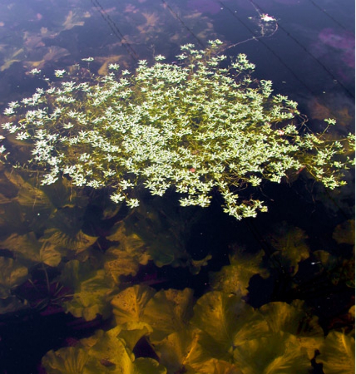 Unterwasserpflanzen im Schwimmteich