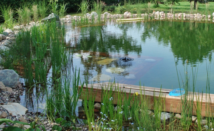 Erwachender Schwimmteich im Frühling