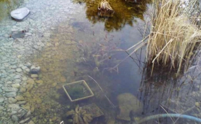 Trübes Wasser im unsanierten Teich