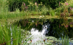 Vegetationszonen im Schwimmteich