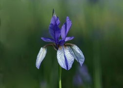 Sibirische Schwertlilie (© Böhringer Friedrich)