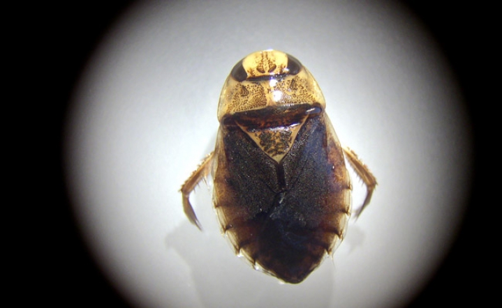 Makrozoobenthos im Schwimmteich