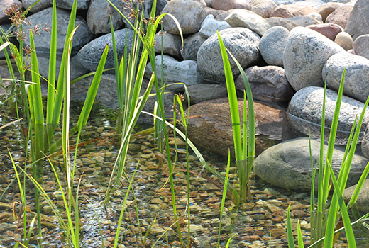 Wasser eingerahmt von Findling, Feldstein, Kiesel und Pflanzen - Naturpool