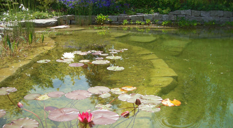 Seerosen im Schwimmteich