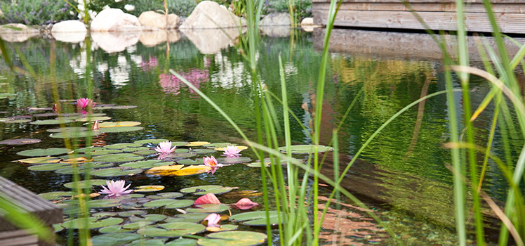 Schwimmteich und Naturpool für Hamburg und Umgebung