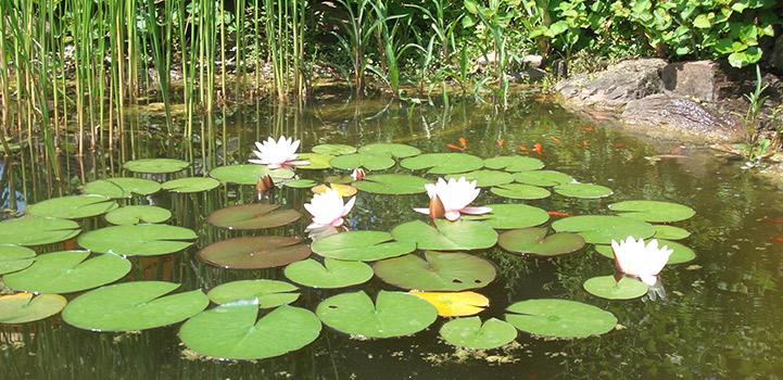 Koi- und Schwimmteiche - Seydell GmbH Garten- und Landschaftsbau, Karlsruhe, Baden-Württemberg