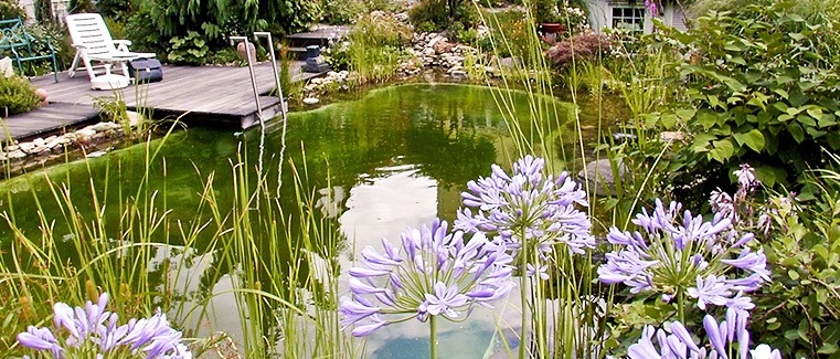 Schwimmteiche ermöglichen sauberes Wasser