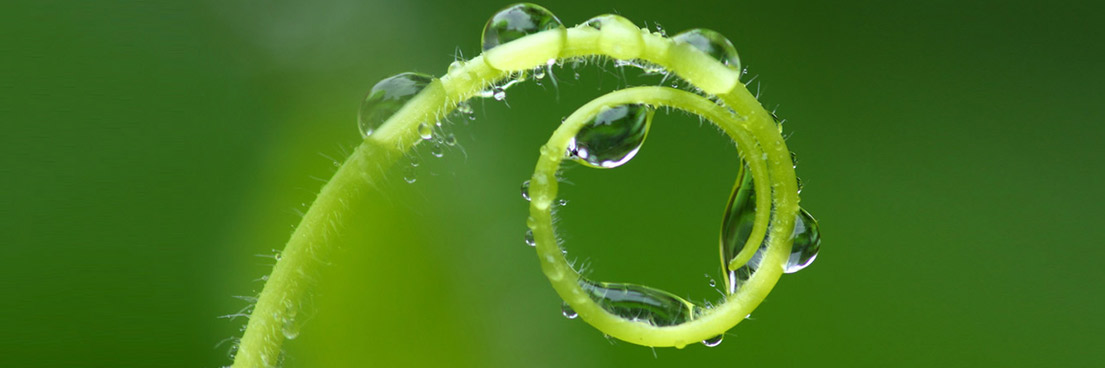 Informationen zum Schwimmteich und Badeteich