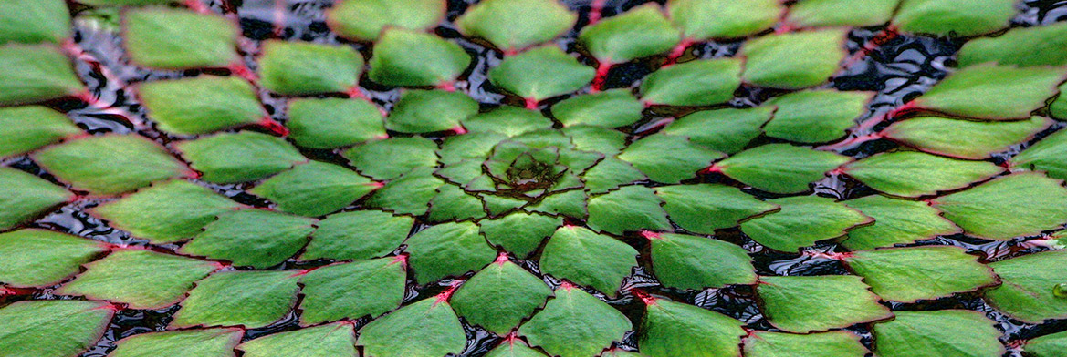 Wasserpflanzen im Schwimmteich